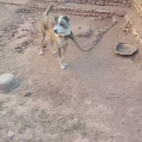 توله سگ|سگ|تربتحیدریه, بالا ولایت|دیوار