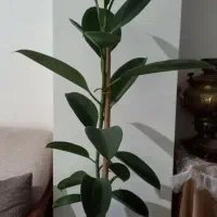 گل فیکوس الاستیکا ، سانسوریا ابلق ، زاموفیلیا|گل و گیاه طبیعی|تهران, شهرک چیتگر|دیوار