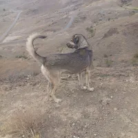 سگ‌عراقی