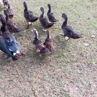 اردک اسراییلی سه ماهه