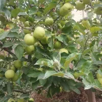 سندیکا لاله پارک 8 متری
