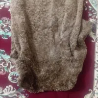 کت قهو ه ای|لباس|زنجان, |دیوار