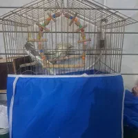 عروس هلندی مولد|پرنده|خمینی‌شهر, |دیوار