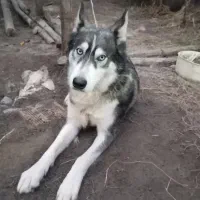 هاسکی اصیل ماده یک ساله|سگ|سنگر, |دیوار