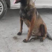 سگ مالینیوز ماده اصل