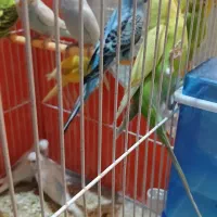 مرغ عشق فنچ قناری پرنده|پرنده|خواف, |دیوار