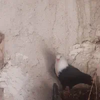 کبوتر مخمل