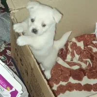 سگ پامر|سگ|کرمان, |دیوار