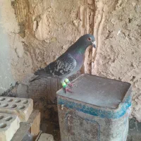 کبوتر|پرنده|نیشابور, فضل|دیوار