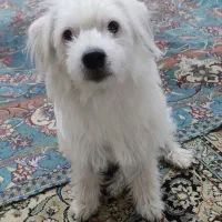 سگ  تریر|سگ|تهران, مظاهری|دیوار