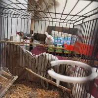 فنچ|پرنده|شهریار, شهرک شاهد|دیوار