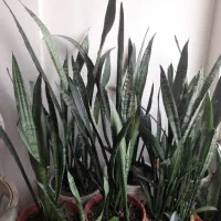 گل سانسوریا