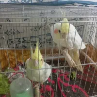 عروس‌هلندی