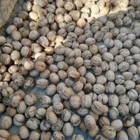 تخمه|خوردنی و آشامیدنی|خارک, |دیوار