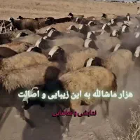 گوسفند اصیل شال