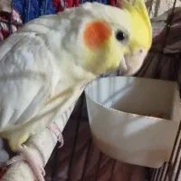 عروس هلندی ماده لوتینو