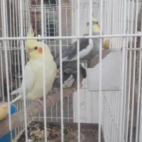 عروس هلندی دستی وتعدادی کبوتر