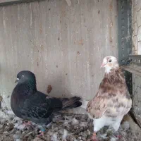 کبوتر پرشی سرور