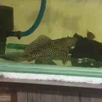 کت اسپرت ۳۰سانت|ماهی|ری, جوانمرد قصاب|دیوار