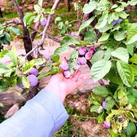 آلو بخارا خشک|خوردنی و آشامیدنی|ششتمد, |دیوار