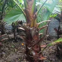 پالم واشنگتن تنه درشت|گل و گیاه طبیعی|آمل, |دیوار