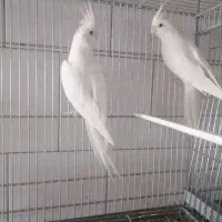 مرغ مینا