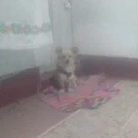 سگ پا کوتاه