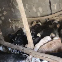 کهره نر و ماده|حیوانات مزرعه|لردگان, |دیوار