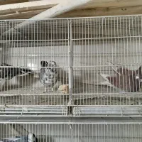 کبوتر جدیدرسید ۸/۱۹حراج سواکن و جداکن ۱۲۰|پرنده|کرج, حیدرآباد|دیوار