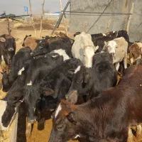 گوساله ماده محلی ۲۲راس|حیوانات مزرعه|کوهدشت, |دیوار