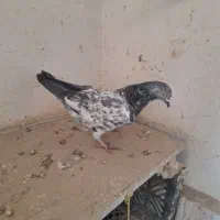 کبوترپرشی عطیقه|پرنده|ارومیه, |دیوار