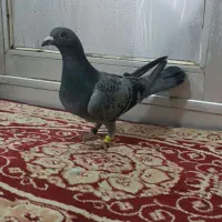 دوبر پلاکی|پرنده|اردبیل, |دیوار