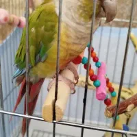 گرینچیک آناناسی