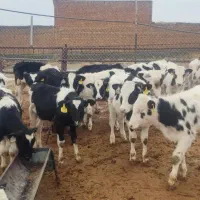 گوساله هلشتاین|حیوانات مزرعه|خنجین, |دیوار