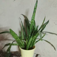 کار منزل وغیره انجام میدم