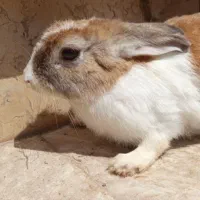 خرگوش