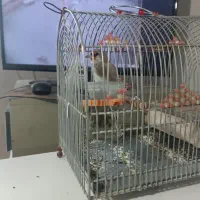 سهره کرمانی دهن زن معاوضه