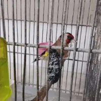 سهره جوجه قفس