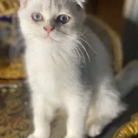 سیلور فولد ماده