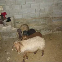 میش بره دار