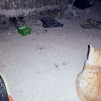 گربه|گربه|اردبیل, |دیوار
