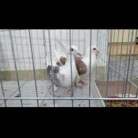 کبوتر نر وماده دوکت المانی|پرنده|بروجرد, |دیوار