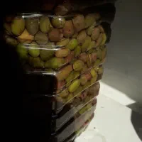 زیتون جمکران