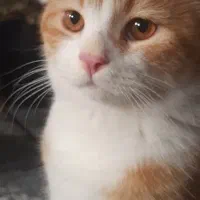 واگذاری گربه نر با لوازم