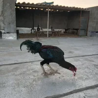 خروس لاری