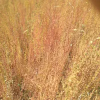 جارو|جاروبرقی، جارو شارژی، بخارشو|نورآباد, |دیوار