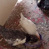 جوجه،مرغ،خروس،اردک