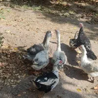 غاز و اردک اسراعیلی|حیوانات مزرعه|کوهسار (البرز), |دیوار