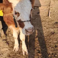 گاو و گوساله|حیوانات مزرعه|سوسنگرد, |دیوار