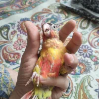 گرینچیک و کوتوله سرلاکی